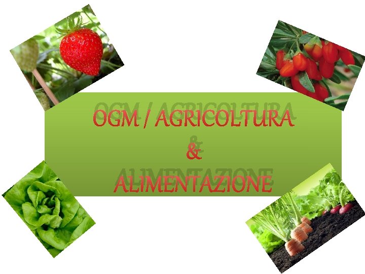 OGM / AGRICOLTURA & ALIMENTAZIONE 
