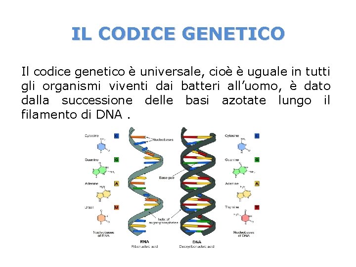IL CODICE GENETICO Il codice genetico è universale, cioè è uguale in tutti gli