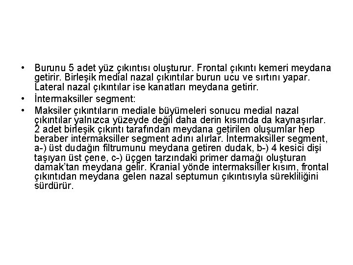  • Burunu 5 adet yüz çıkıntısı oluşturur. Frontal çıkıntı kemeri meydana getirir. Birleşik