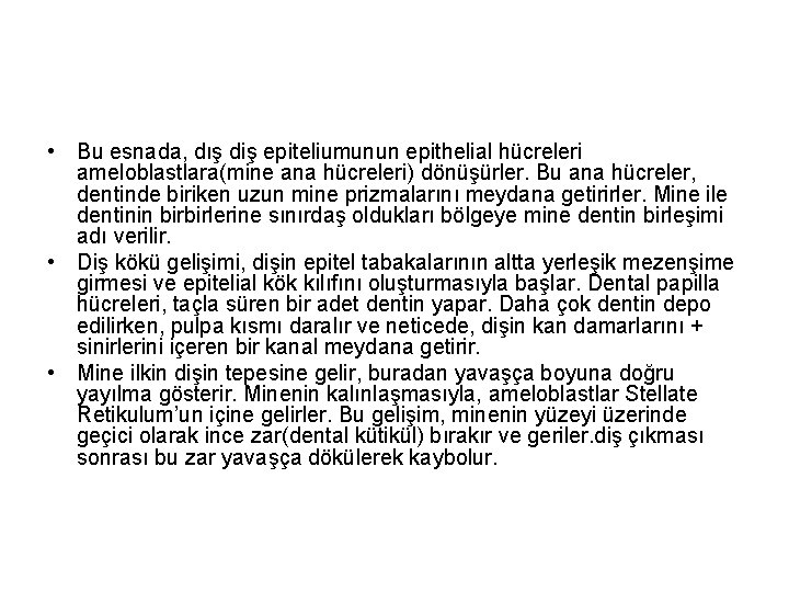  • Bu esnada, dış diş epiteliumunun epithelial hücreleri ameloblastlara(mine ana hücreleri) dönüşürler. Bu