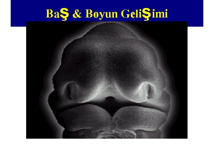 Baş & Boyun Gelişimi 