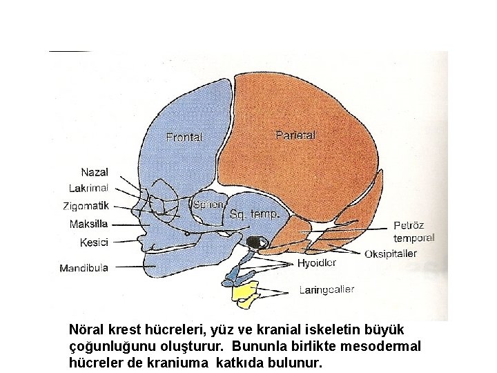 Nöral krest hücreleri, yüz ve kranial iskeletin büyük çoğunluğunu oluşturur. Bununla birlikte mesodermal hücreler