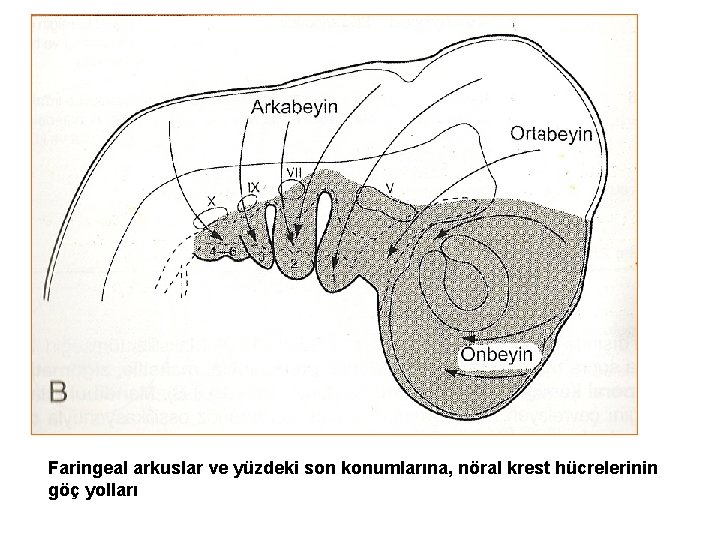 Faringeal arkuslar ve yüzdeki son konumlarına, nöral krest hücrelerinin göç yolları 