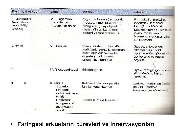  • Faringeal arkusların türevleri ve innervasyonları 