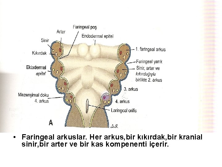  • Faringeal arkuslar. Her arkus, bir kıkırdak, bir kranial sinir, bir arter ve