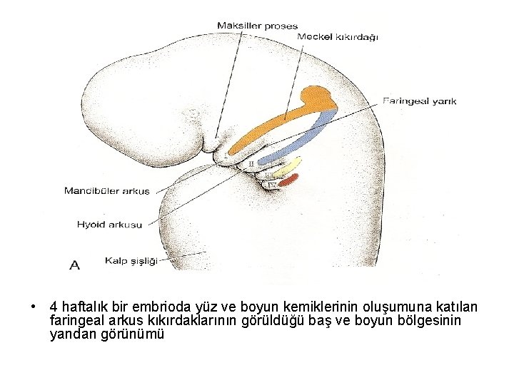  • 4 haftalık bir embrioda yüz ve boyun kemiklerinin oluşumuna katılan faringeal arkus