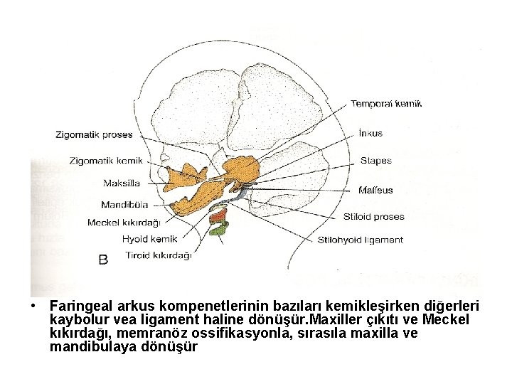  • Faringeal arkus kompenetlerinin bazıları kemikleşirken diğerleri kaybolur vea ligament haline dönüşür. Maxiller