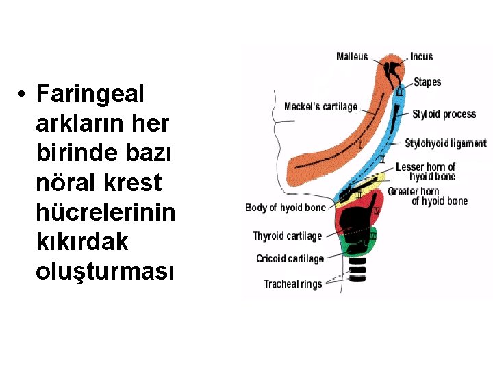  • Faringeal arkların her birinde bazı nöral krest hücrelerinin kıkırdak oluşturması 