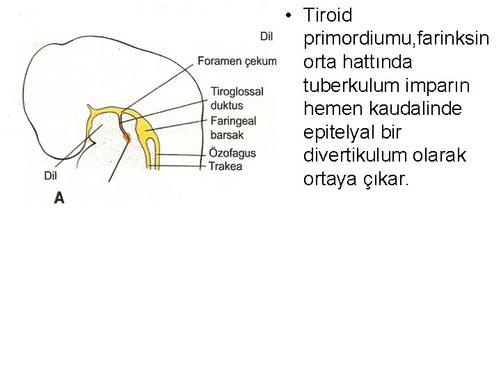  • Tiroid primordiumu, farinksin orta hattında tuberkulum imparın hemen kaudalinde epitelyal bir divertikulum