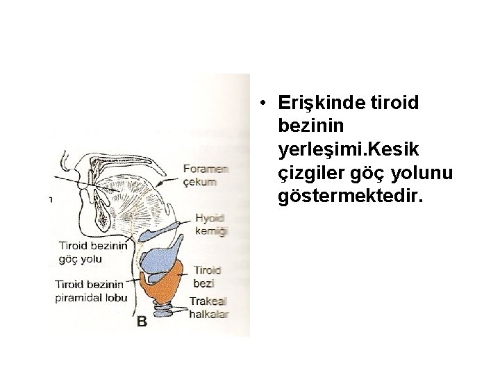  • Erişkinde tiroid bezinin yerleşimi. Kesik çizgiler göç yolunu göstermektedir. 