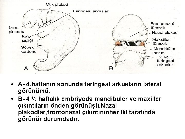  • A- 4. haftanın sonunda faringeal arkusların lateral görünümü. • B- 4 ½