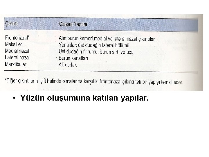  • Yüzün oluşumuna katılan yapılar. 