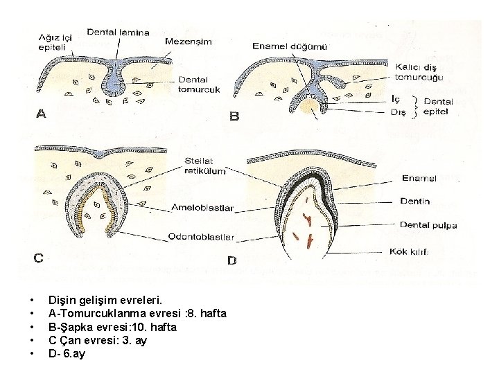  • • • Dişin gelişim evreleri. A-Tomurcuklanma evresi : 8. hafta B-Şapka evresi: