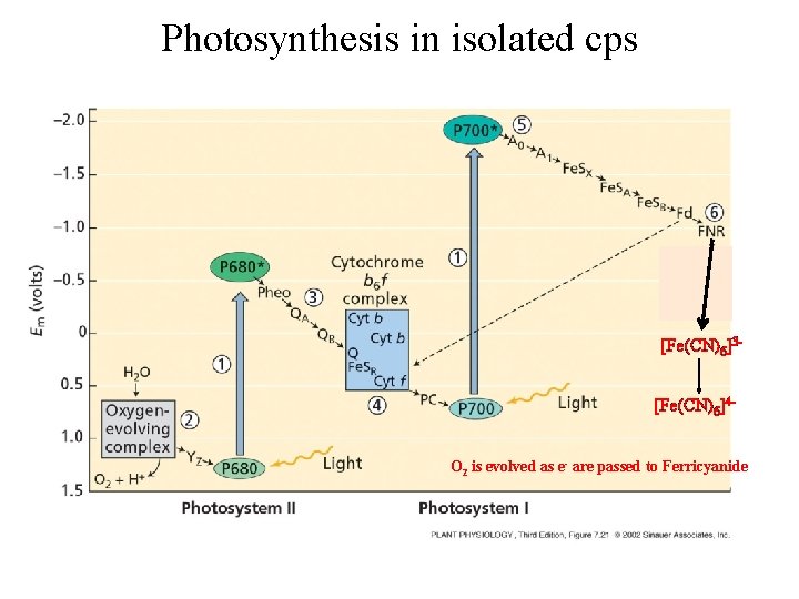 Photosynthesis in isolated cps [Fe(CN)6]3[Fe(CN)6]4 O 2 is evolved as e- are passed to