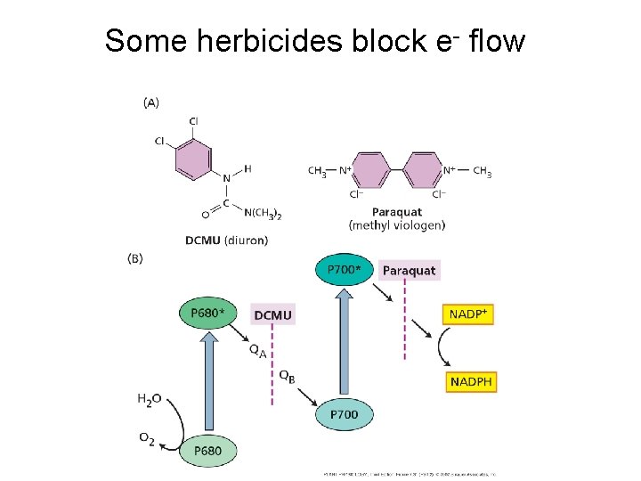 Some herbicides block e- flow 