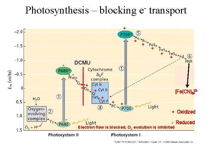Photosynthesis – blocking e- transport + + DCMU - + + + + [Fe(CN)6]3+