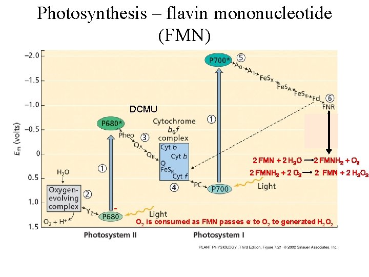 Photosynthesis – flavin mononucleotide (FMN) DCMU 2 FMN + 2 H 2 O 2