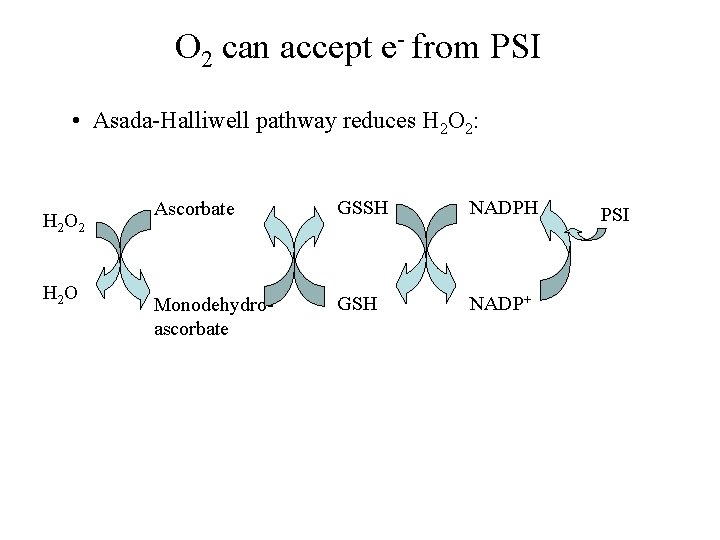 O 2 can accept e- from PSI • Asada-Halliwell pathway reduces H 2 O