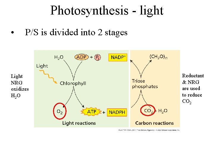 Photosynthesis - light • P/S is divided into 2 stages Light NRG oxidizes H