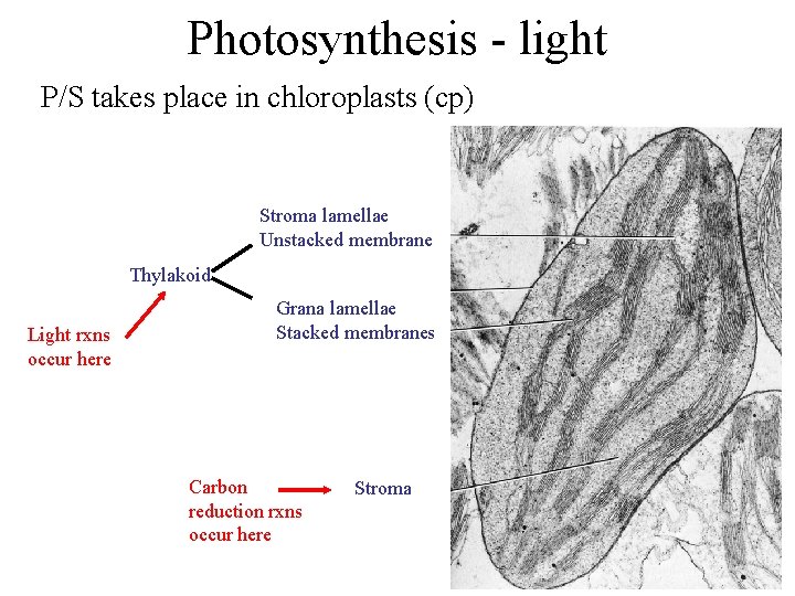 Photosynthesis - light P/S takes place in chloroplasts (cp) Stroma lamellae Unstacked membrane Thylakoid