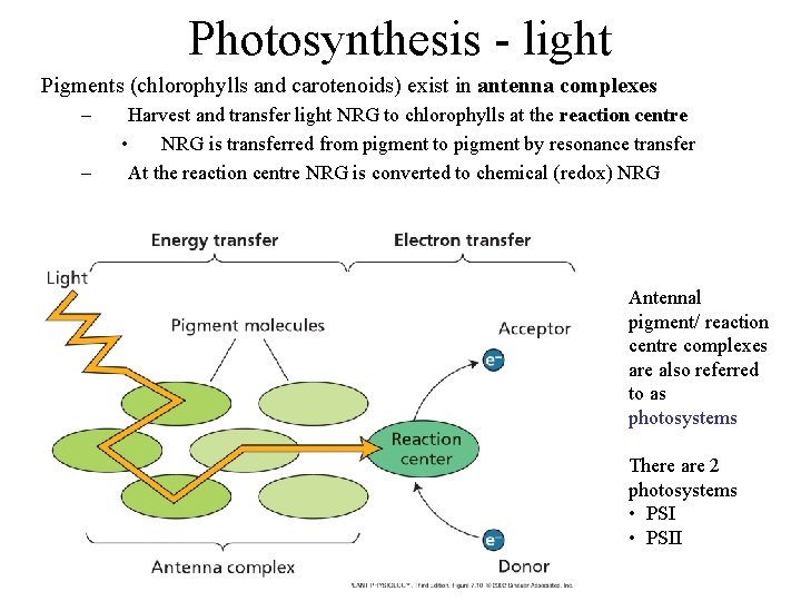 Photosynthesis - light Pigments (chlorophylls and carotenoids) exist in antenna complexes – – Harvest