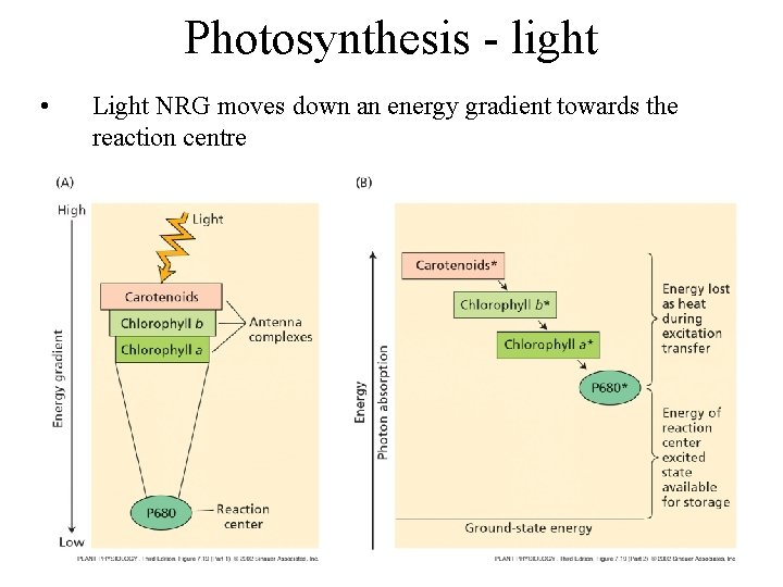 Photosynthesis - light • Light NRG moves down an energy gradient towards the reaction