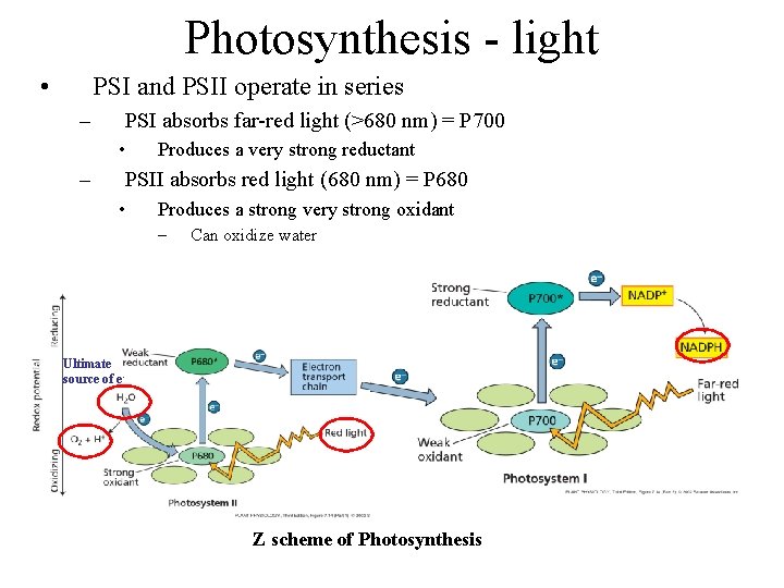 Photosynthesis - light • PSI and PSII operate in series – PSI absorbs far-red