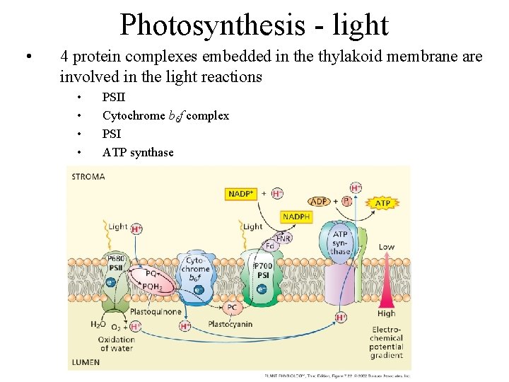 Photosynthesis - light • 4 protein complexes embedded in the thylakoid membrane are involved