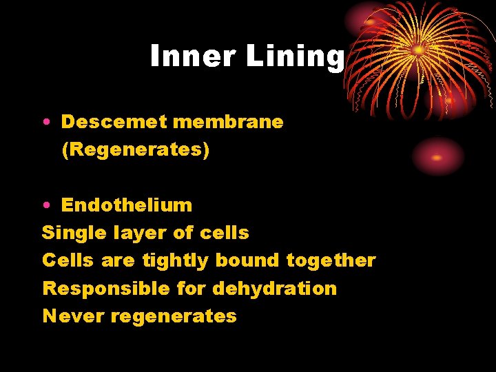 Inner Lining • Descemet membrane (Regenerates) • Endothelium Single layer of cells Cells are