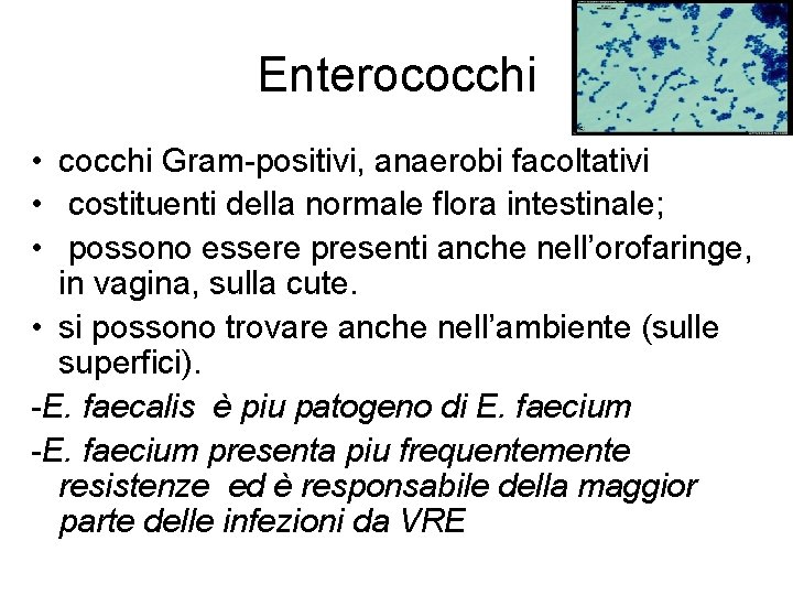 Enterococchi • cocchi Gram-positivi, anaerobi facoltativi • costituenti della normale flora intestinale; • possono