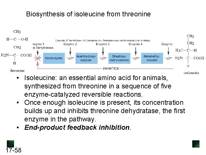 Biosynthesis of isoleucine from threonine • Isoleucine: an essential amino acid for animals, synthesized