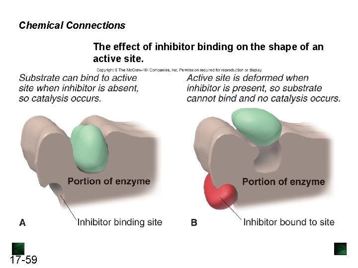 Chemical Connections The effect of inhibitor binding on the shape of an active site.