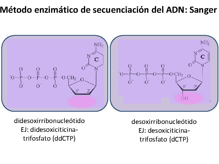 Método enzimático de secuenciación del ADN: Sanger didesoxirribonucleótido EJ: didesoxiciticinatrifosfato (dd. CTP) desoxirribonucleótido EJ: