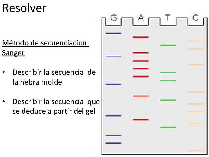 Resolver Método de secuenciación: Sanger • Describir la secuencia de la hebra molde •