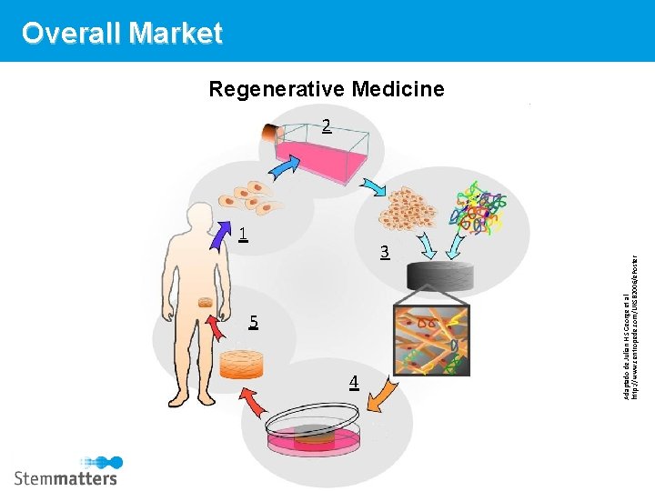 Overall Market Regenerative Medicine 1 3 5 4 Stemmatters, Biotecnologia e Medicina Regenerativa Lda