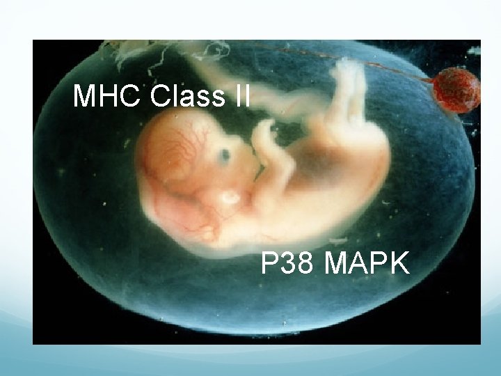 MHC Class II P 38 MAPK 