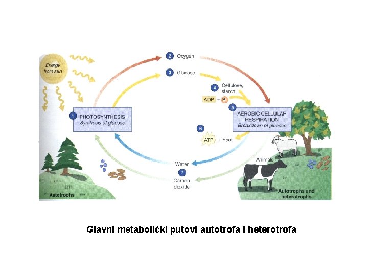 Glavni metabolički putovi autotrofa i heterotrofa 