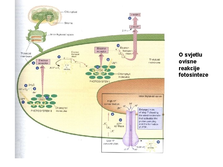O svjetlu ovisne reakcije fotosinteze 