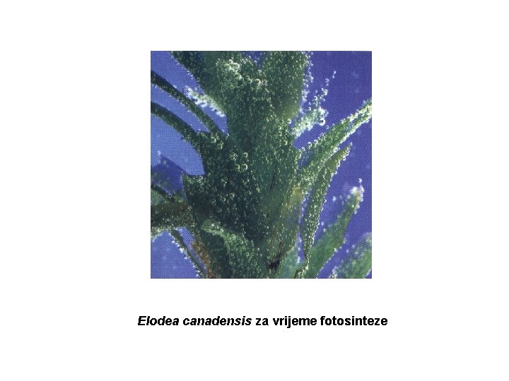 Elodea canadensis za vrijeme fotosinteze 