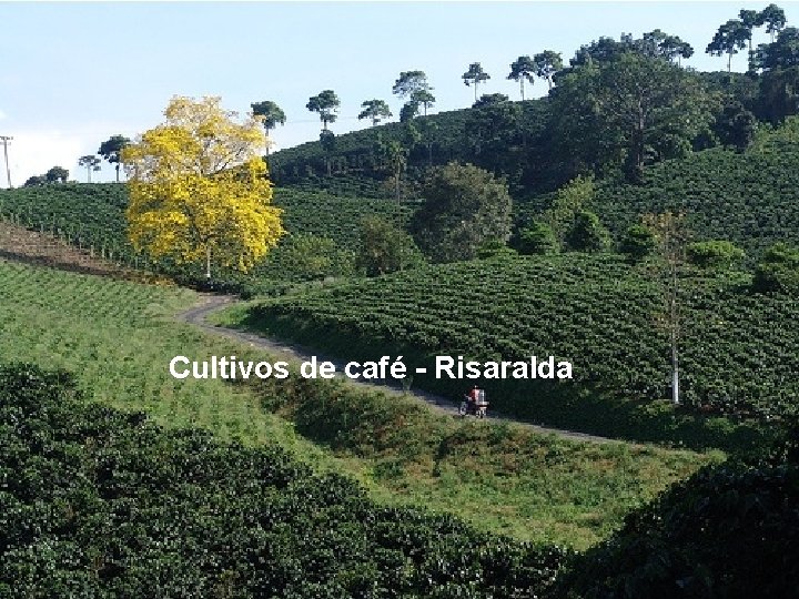 Cultivos de café - Risaralda 