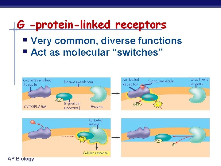 G -protein-linked receptors § Very common, diverse functions § Act as molecular “switches” G-protein-linked