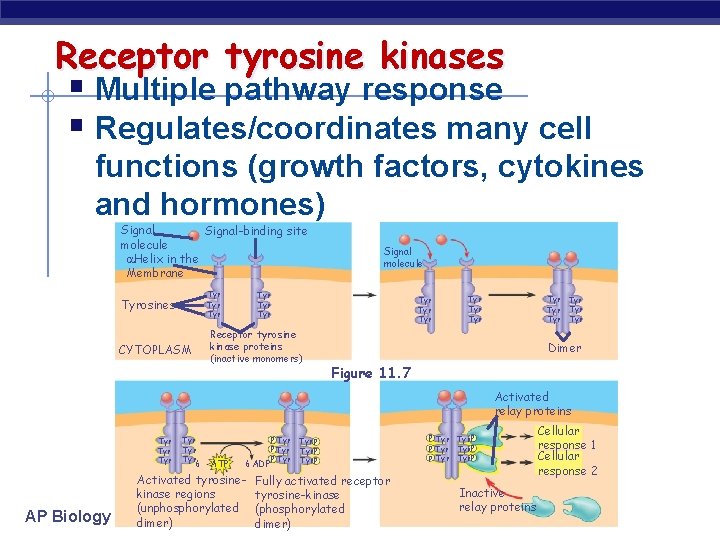 Receptor tyrosine kinases § Multiple pathway response § Regulates/coordinates many cell functions (growth factors,