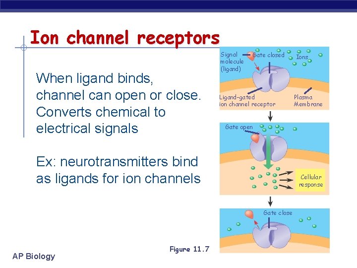 Ion channel receptors When ligand binds, channel can open or close. Converts chemical to
