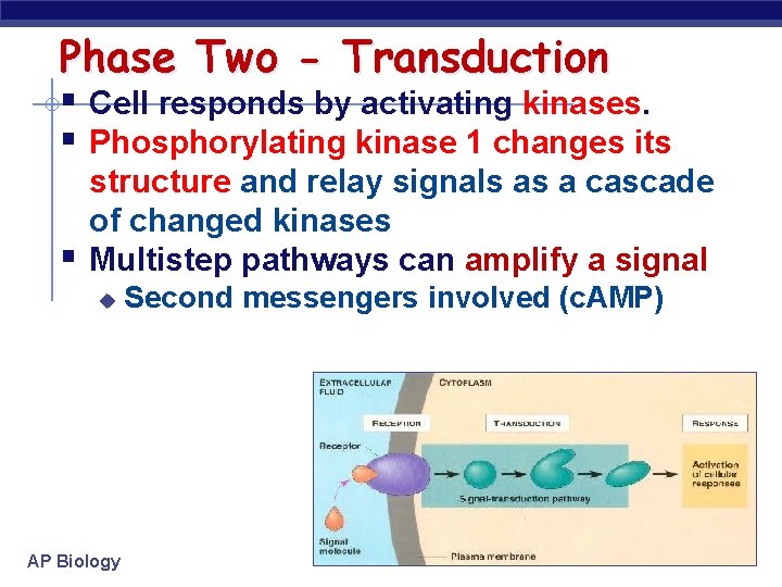 Phase Two - Transduction § Cell responds by activating kinases. § Phosphorylating kinase 1 Phase Two - Transduction § Cell responds by activating kinases. § Phosphorylating kinase 1