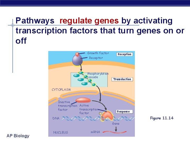 Pathways regulate genes by activating transcription factors that turn genes on or off Growth