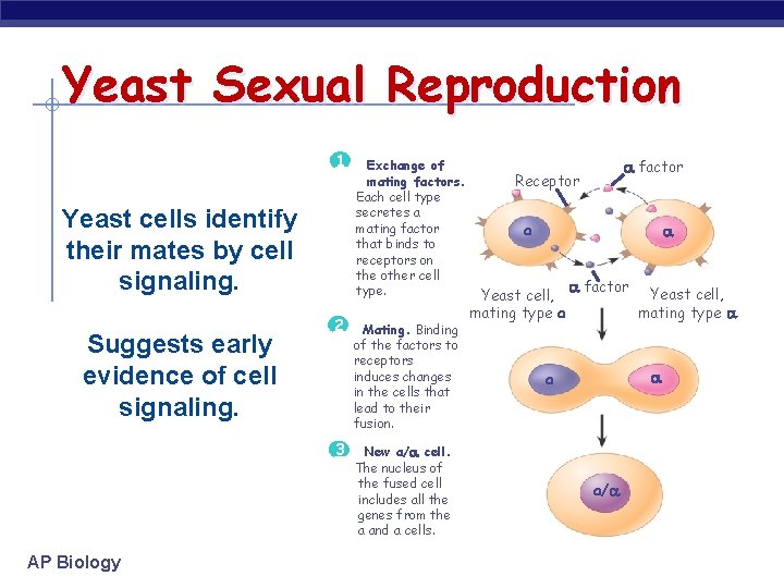 Yeast Sexual Reproduction 1 Yeast cells identify their mates by cell signaling. Suggests early