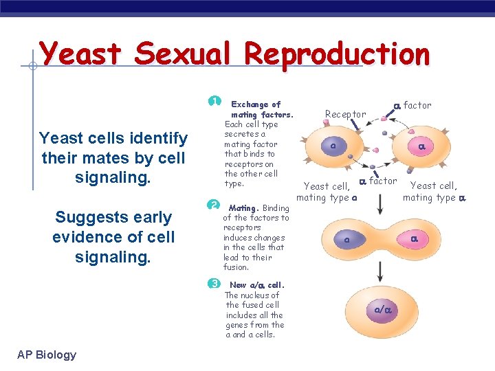 Yeast Sexual Reproduction 1 Yeast cells identify their mates by cell signaling. Suggests early Yeast Sexual Reproduction 1 Yeast cells identify their mates by cell signaling. Suggests early