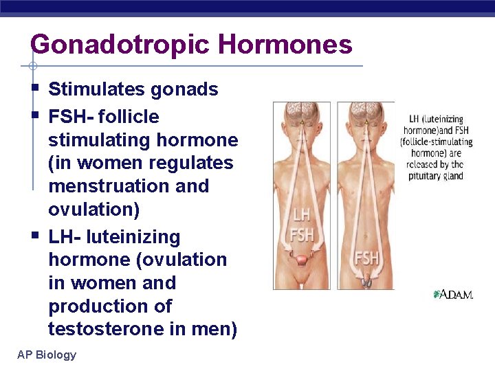 Gonadotropic Hormones § Stimulates gonads § FSH- follicle § stimulating hormone (in women regulates