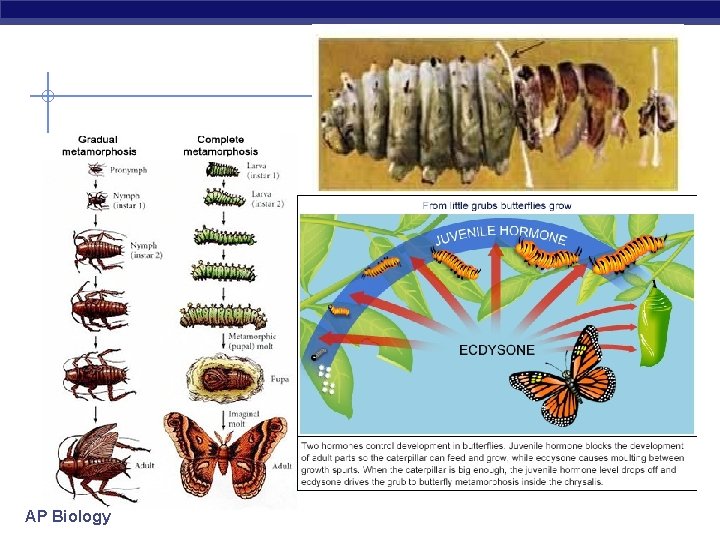 AP Biology AP Biology