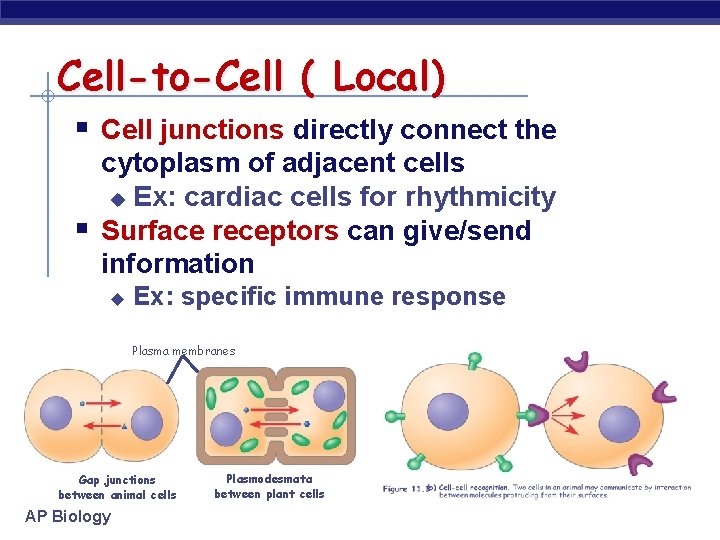 Cell-to-Cell ( Local) § Cell junctions directly connect the § cytoplasm of adjacent cells